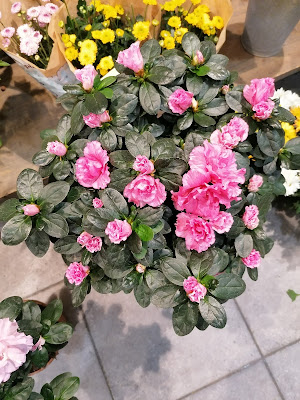 Florence Fleurs à Loudun