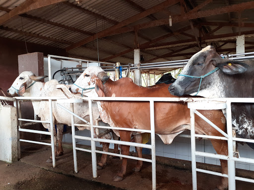 Fazenda de leite Manaus