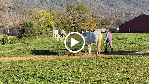 Horseback Riding Service «Secret Passage Ranch», reviews and photos, 321 Spring Mountain Way, Fort Valley, VA 22652, USA