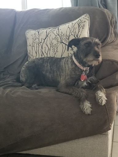 Pet Supply Store «PetSmart», reviews and photos, 1836 Joe Battle Blvd, El Paso, TX 79936, USA