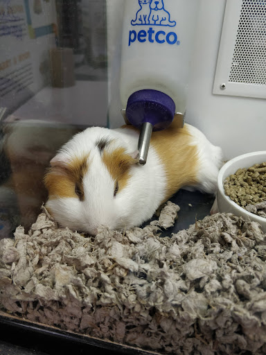 Pet Supply Store «Petco Animal Supplies», reviews and photos, 682 Broadway #1n, Saugus, MA 01906, USA