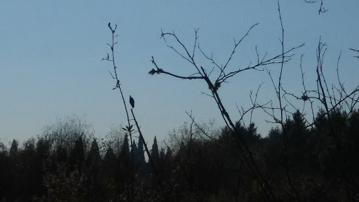 Nature Preserve «Beaverton Creek Wetlands Natural Area», reviews and photos, SW 153rd Dr, Beaverton, OR 97006, USA