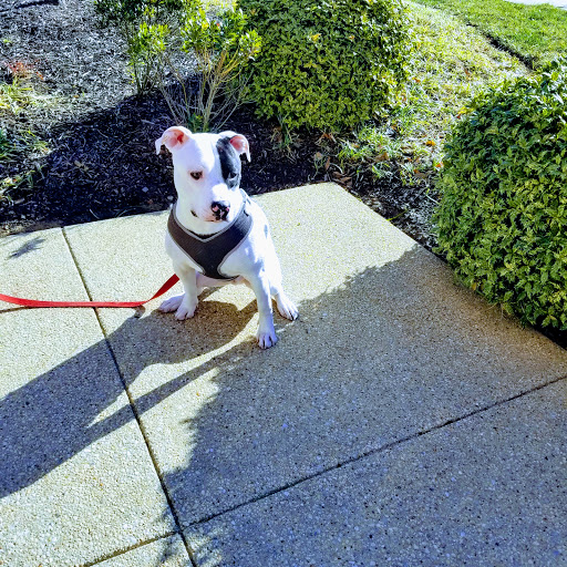 Pet Store «Pet Valu», reviews and photos, 22750 Newcut Rd, Clarksburg, MD 20871, USA