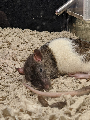 Pet Supply Store «PetSmart», reviews and photos, 1110 NY-112, Port Jefferson Station, NY 11776, USA