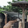 Giraffe Feeding Platform