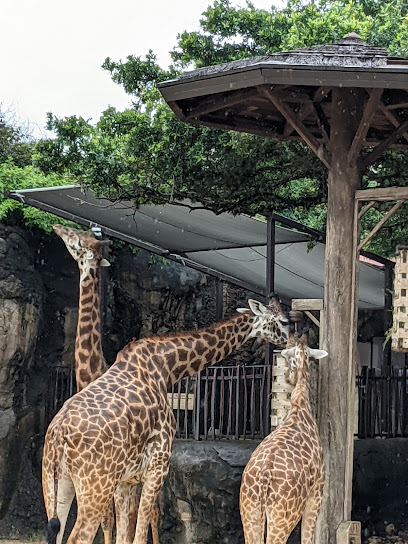 Giraffe Feeding Platform