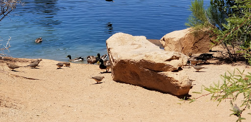 National Reserve «Riparian Preserve at Water Ranch», reviews and photos, 2757 E Guadalupe Rd, Gilbert, AZ 85234, USA