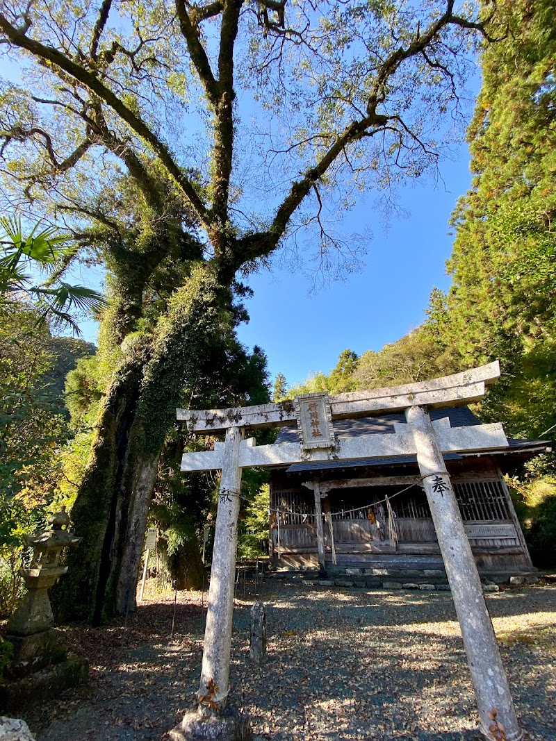 行川神社のムクノキ