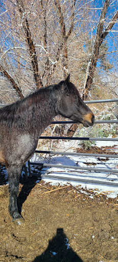 Mountain Oasis Animal Sanctuary, Co.