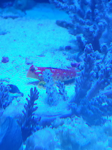 Aquarium «Jays Aquatics», reviews and photos, 10 Lawrence Rd, Salem, NH 03079, USA