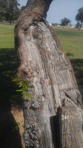 Park «Paradise Valley Park», reviews and photos, 17642 N 40th St, Phoenix, AZ 85032, USA