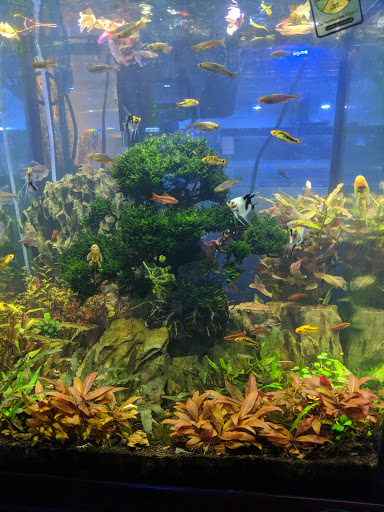 Tropical Fish Store «Wet Pets», reviews and photos, 520 Hartford Turnpike # X, Vernon, CT 06066, USA