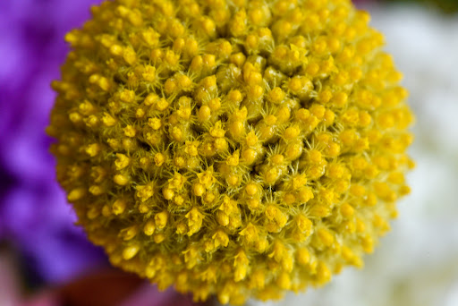 Florist «Purple Poppy Florist», reviews and photos, 2010 S Main St, Wake Forest, NC 27587, USA