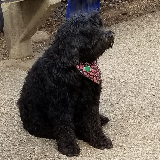 Dog Park «Wiggly Field Dog Friendly Area», reviews and photos, 2645 N Sheffield Ave, Chicago, IL 60614, USA