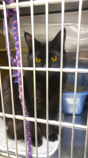 Pet Supply Store «PetSmart», reviews and photos, 10830 Olson Dr, Rancho Cordova, CA 95670, USA