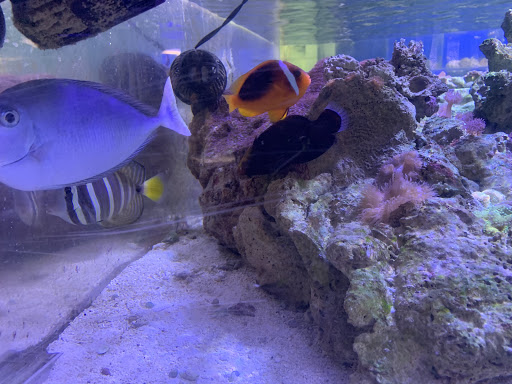 Tropical Fish Store «Aquatic Vision», reviews and photos, 6028 Pine Hill Rd, Port Richey, FL 34668, USA