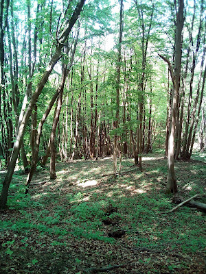 Bois de Crisolles à Crisolles