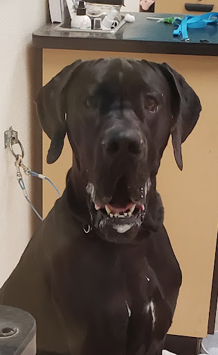 Pet Supply Store «Petco Animal Supplies», reviews and photos, 1301 S California Blvd, Walnut Creek, CA 94596, USA