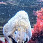 Photo n° 8 de l'avis de Amandine.o fait le 28/10/2023 à 17:01 pour Oniria - Aquarium Canet-en-Roussillon à Canet-en-Roussillon