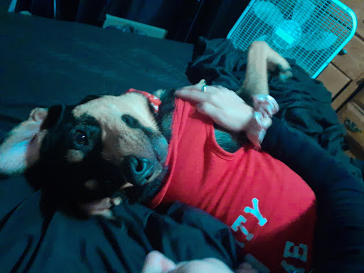 Pet Supply Store «Petco Animal Supplies», reviews and photos, 5120 E Bay Dr, Clearwater, FL 33764, USA