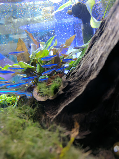 Pet Supply Store «Professional Fish Keepers Aquarium Store», reviews and photos, 7573 W Sample Rd, Coral Springs, FL 33065, USA