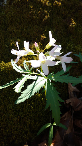 Nature Preserve «Shannondale Springs Wildlife Management Area», reviews and photos, Co Rte 9/5, Harpers Ferry, WV 25425, USA