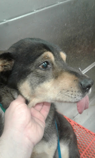 Pet Supply Store «Petco Animal Supplies», reviews and photos, 175 Grandview Blvd #600, Madison, MS 39110, USA