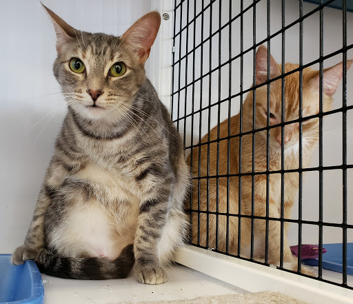 Pet Supply Store «Pet Supplies Plus», reviews and photos, 1258 Northlake Blvd, Lake Park, FL 33403, USA