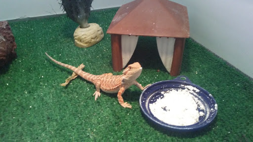 Pet Store «Pet Malls», reviews and photos, 11691 Boyette Rd, Riverview, FL 33569, USA