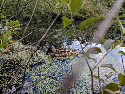 Nature Preserve «Dolan Pond Conservation Area», reviews and photos, Webster Park, West Newton, MA 02465, USA