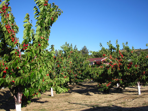 Rolling Thunder Cherry Ranch