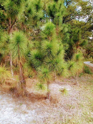 Park «Miramar Pineland Park», reviews and photos, 3600 S University Dr, Miramar, FL 33025, USA