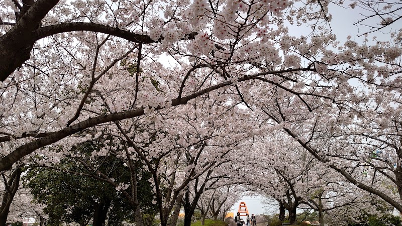 明石公園 桜まつり