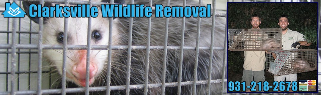 Pest Animal Removal Clarksville