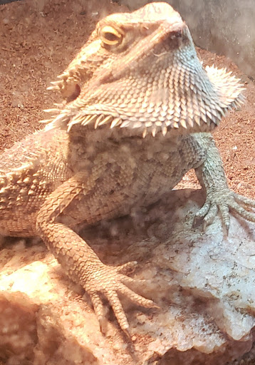 Pony Ride Service «Animals Unlimited LLC est 1996 travelling petting zoo/pony rides/travelling exotic animal programs .», reviews and photos, 16805 Mountain Rd, Montpelier, VA 23192, USA