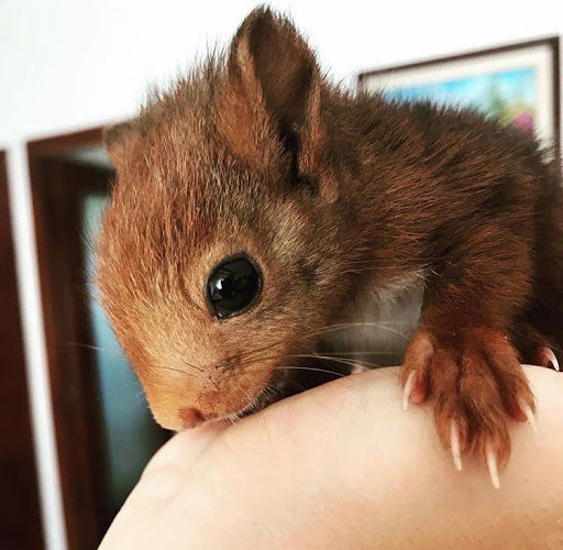 Veterinaria A Domicilio Montanejos en Montanejos