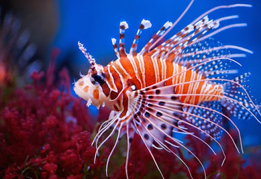 Tropical Fish Store «Living Art Aquarium», reviews and photos, 708 S Gammon Rd, Madison, WI 53719, USA