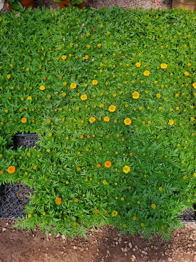 Florist «Countryside Floral And Greenhouses», reviews and photos, 129 Mt Cobb Hwy, Lake Ariel, PA 18436, USA