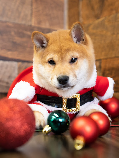 Pet Supply Store «Petland Tyler», reviews and photos, 4512 S Broadway Ave, Tyler, TX 75703, USA