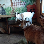 Photo n°25 de l'avis de Claudius.l fait le 06/02/2019 à 17:42 sur le  Landgasthof ZUR NEUEN POST à Hinterschmiding