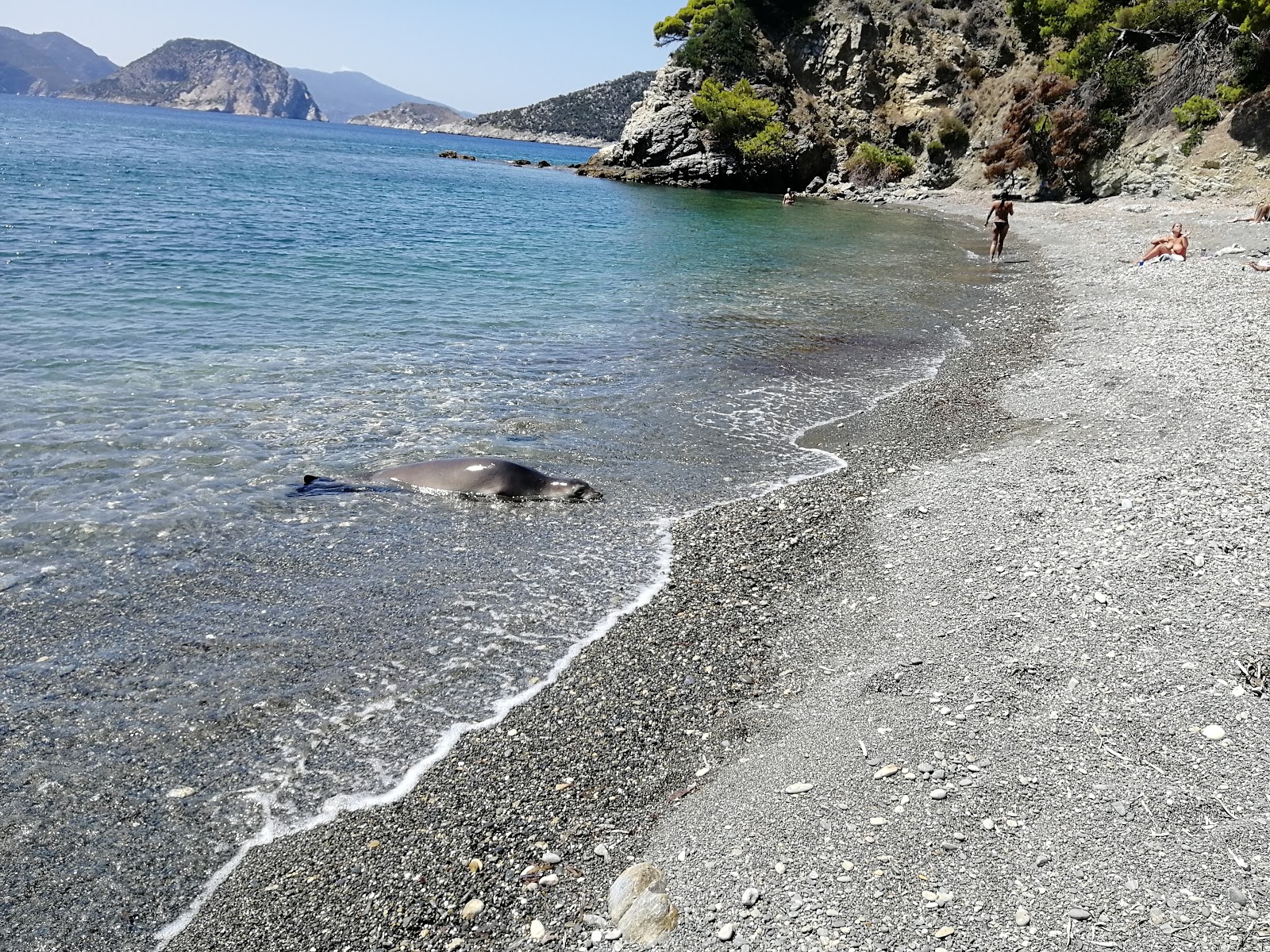 Paralia Vithisma的照片 位于自然区域