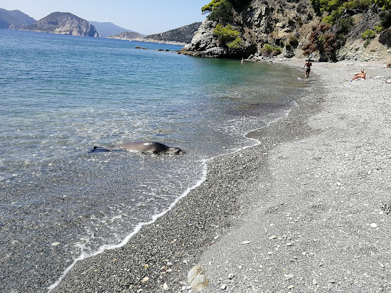 Paralia Vithisma