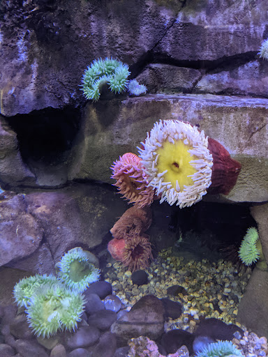 American Restaurant «Cracker Barrel Old Country Store», reviews and photos, 2255 E Sharon Rd, Sharonville, OH 45241, USA