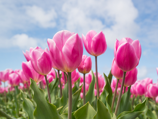 Florist «Ambrosia Floral Boutique», reviews and photos, 1949 W Ray Rd, Chandler, AZ 85224, USA