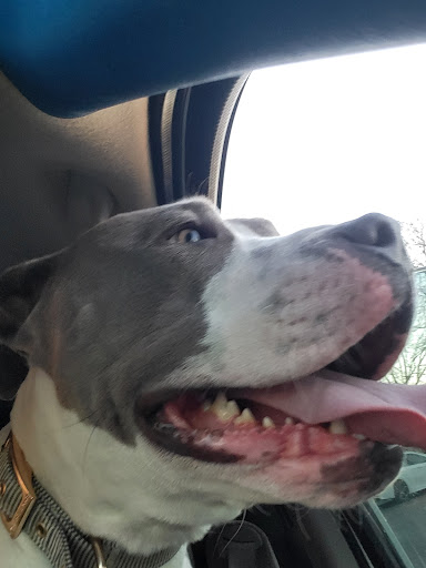 Pet Supply Store «PetSmart», reviews and photos, 865 Colusa Ave, Yuba City, CA 95991, USA