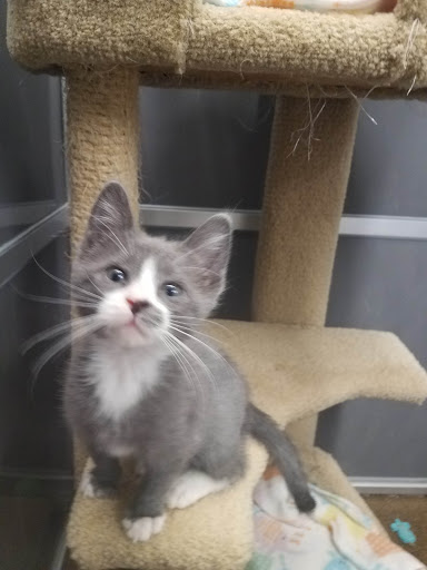 Pet Supply Store «Pet Supplies Plus», reviews and photos, 375 Paterson Ave #105, Wallington, NJ 07057, USA