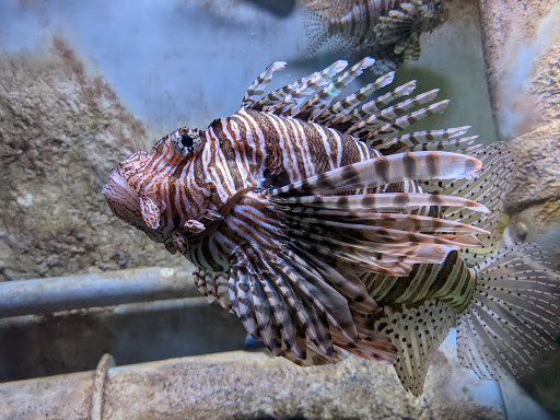 Tourist Attraction «Pemberton Place», reviews and photos, 126 Ivan Allen Jr Blvd NW, Atlanta, GA 30308, USA