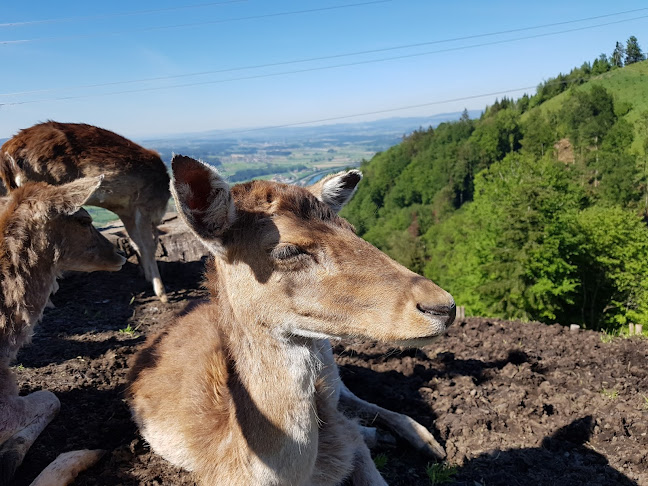 Hirschpark - Küssnacht SZ