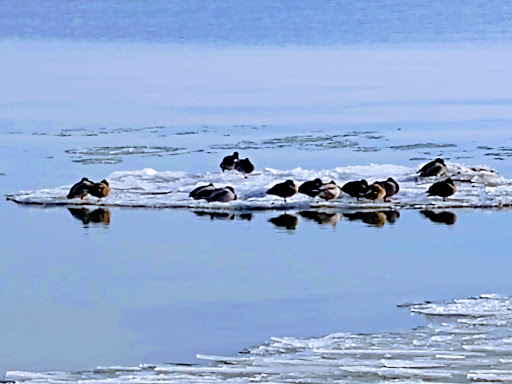 Park «Pier Park», reviews and photos, 350 Lake Shore Rd, Grosse Pointe Farms, MI 48236, USA