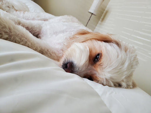 Pet Store «DipidyDawg Gourmet Dog Bakery & Boutique», reviews and photos, 21301 S Tamiami Trail Suite 430, Estero, FL 33928, USA